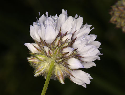 Image of bluehead gilia