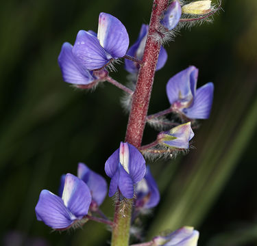 Image of spider lupine