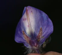 Слика од Lupinus benthamii A. Heller