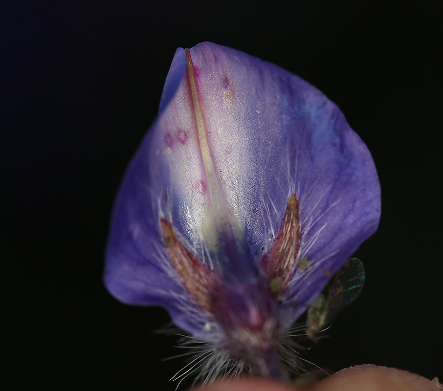 Image of spider lupine