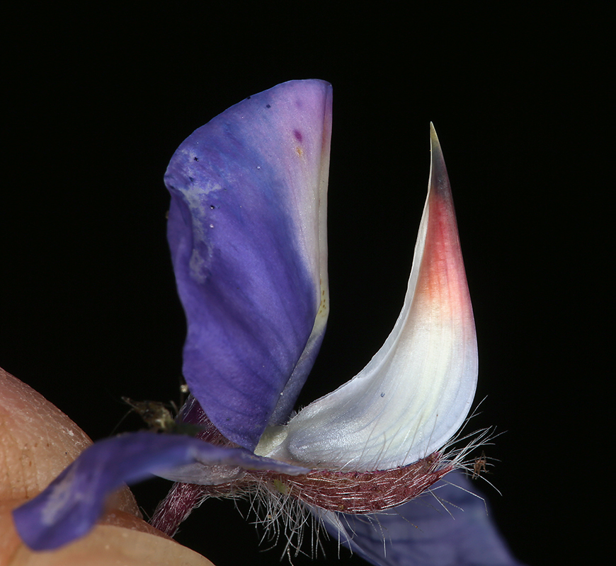 Image of spider lupine