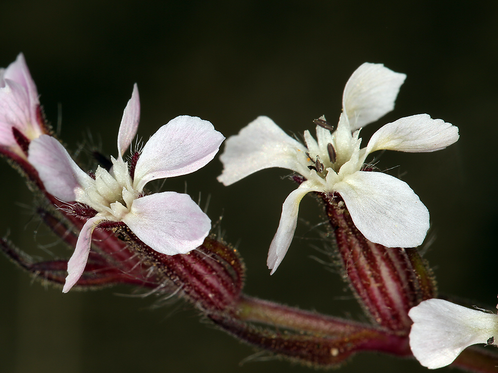 Image of common catchfly