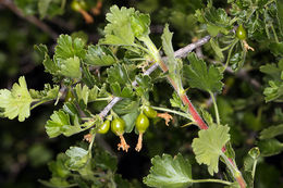 Image of rock gooseberry