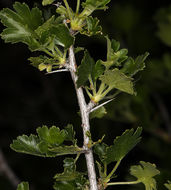 Image of rock gooseberry