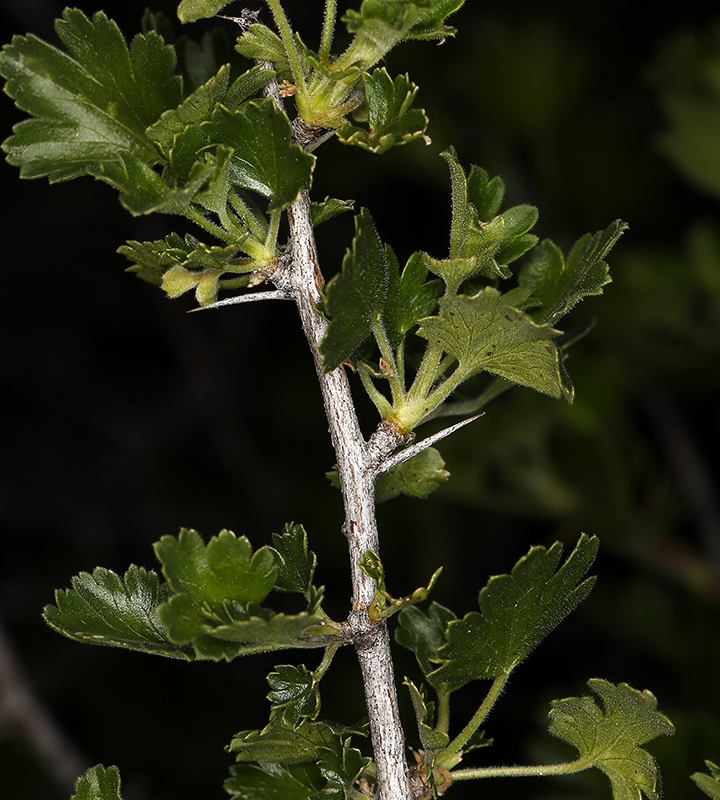 Image of rock gooseberry