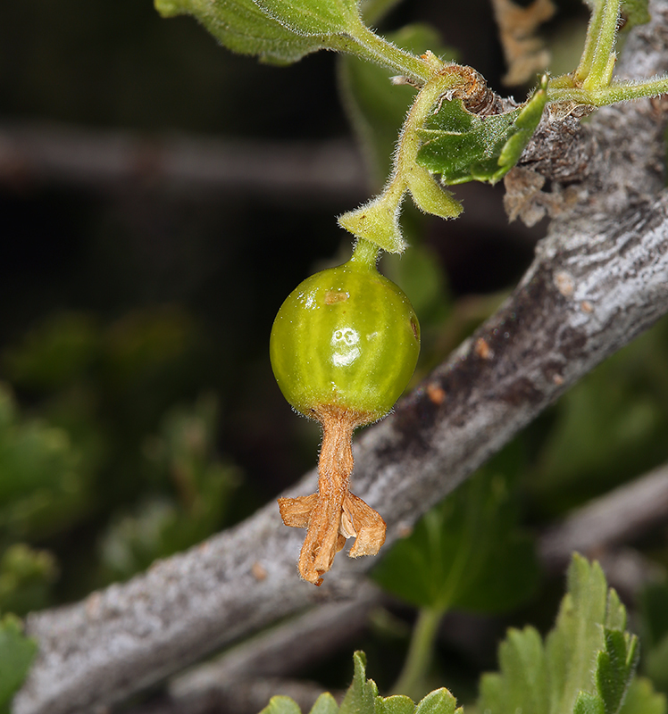 Image of rock gooseberry