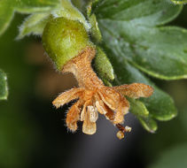 Image of rock gooseberry