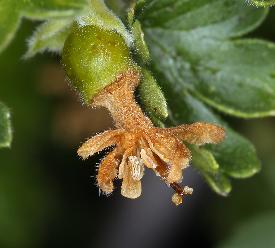 Image of rock gooseberry