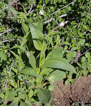 Image of Indian tobacco