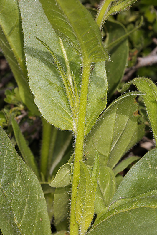 Image of Indian tobacco