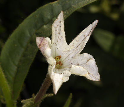 Image of Indian tobacco