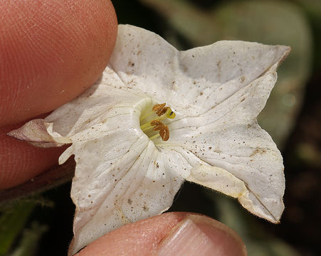 Image of Indian tobacco