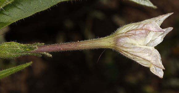 Image of Indian tobacco