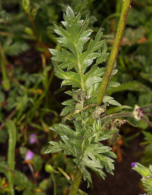 Слика од Erodium brachycarpum (Godr.) Thellung