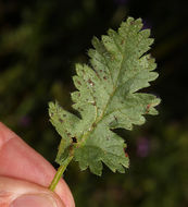 Слика од Erodium brachycarpum (Godr.) Thellung