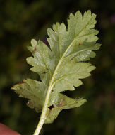 Слика од Erodium brachycarpum (Godr.) Thellung