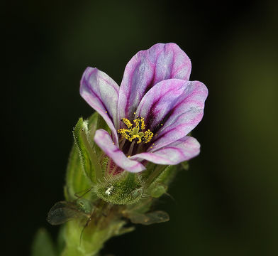 Imagem de Erodium brachycarpum (Godr.) Thellung