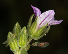 Слика од Erodium brachycarpum (Godr.) Thellung