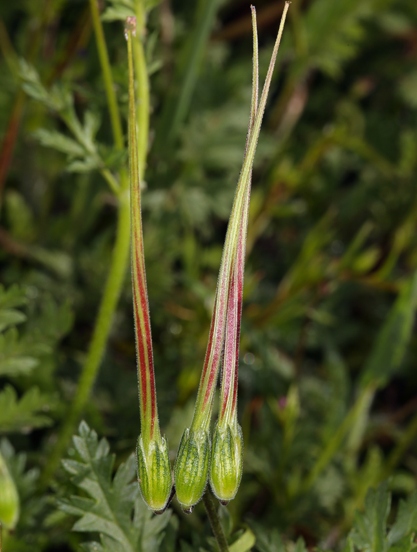 Слика од Erodium brachycarpum (Godr.) Thellung