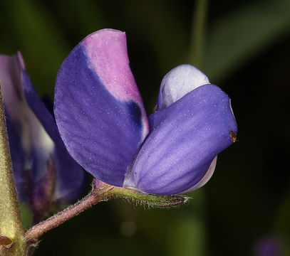 Image of sky lupine