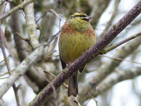 Image of Cirl Bunting