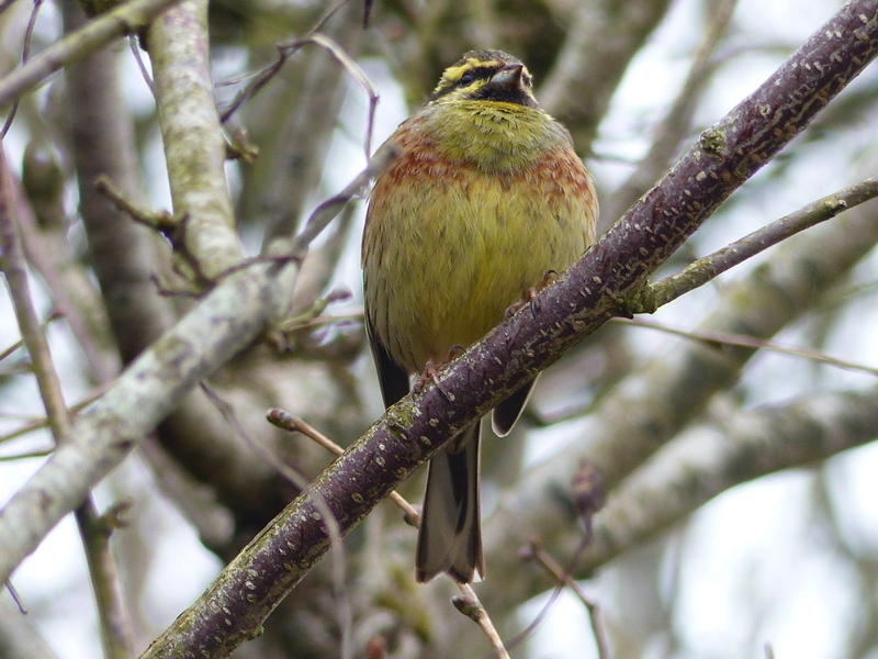 Image of Cirl Bunting