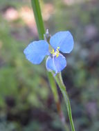 Image of birdbill dayflower