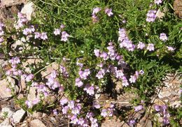 Image of bellflower beardtongue