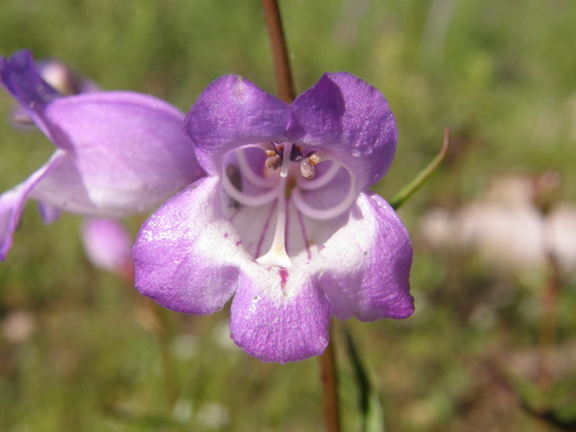 Image of bellflower beardtongue