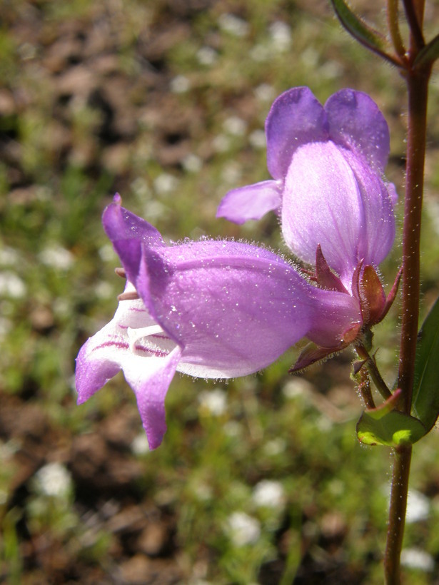 Image of bellflower beardtongue