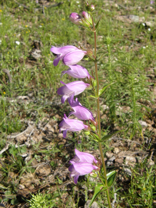 Image of bellflower beardtongue