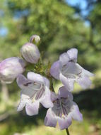 Image of bellflower beardtongue