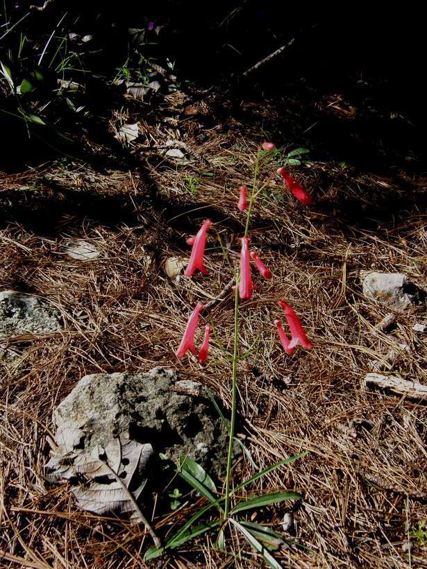 Слика од Penstemon miniatus var. townsendianus (Straw) C. C. Freeman