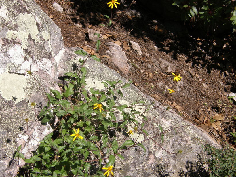 Image of Wedelia chihuahuana B. L. Turner