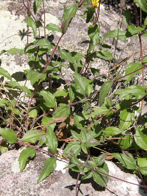 Image of Wedelia chihuahuana B. L. Turner