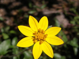 Image of Wedelia chihuahuana B. L. Turner