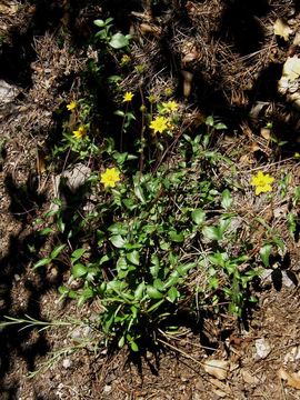 Plancia ëd Wedelia chihuahuana B. L. Turner