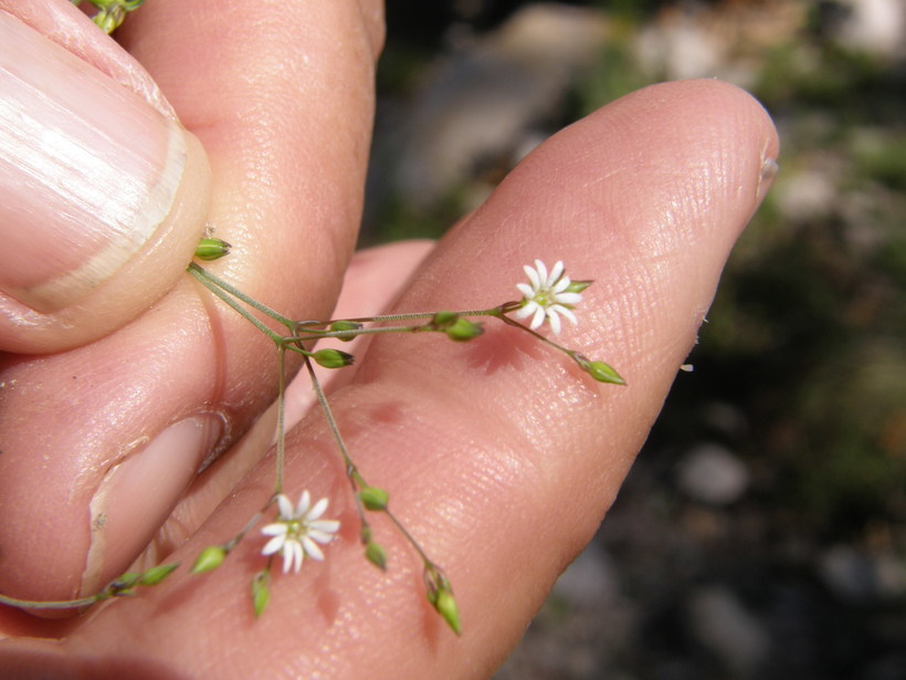 Imagem de Drymaria effusa var. confusa (Rose) J. Duke