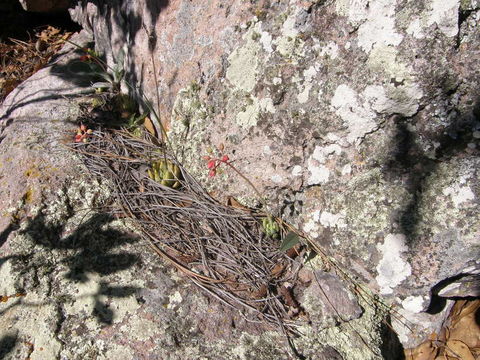 Image of Echeveria craigiana Walther