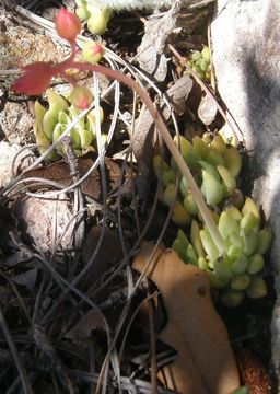 Image of Echeveria craigiana Walther