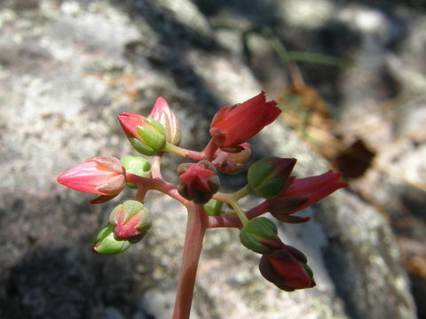 Image of Echeveria craigiana Walther