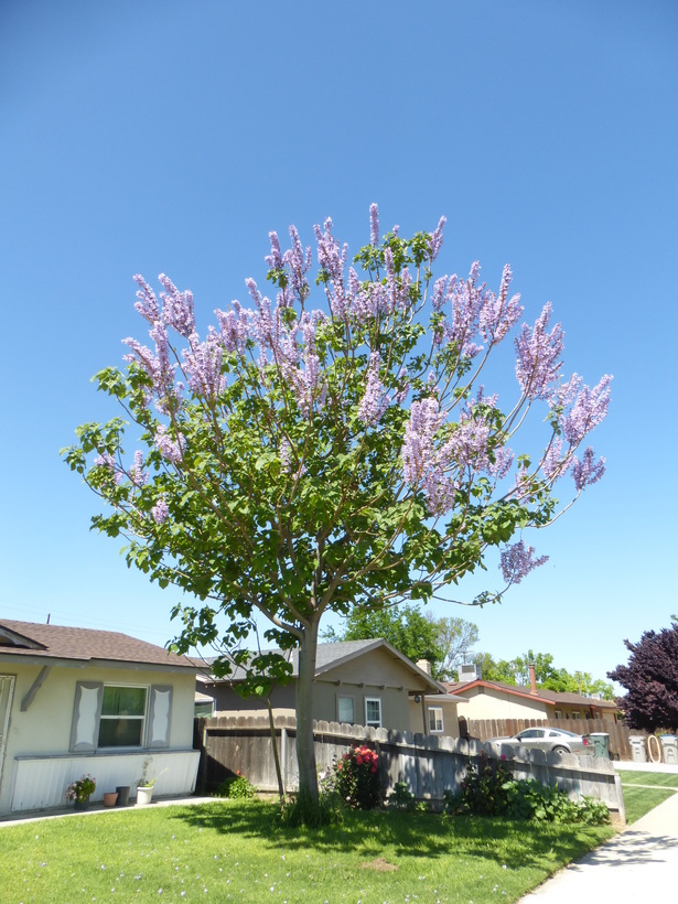 Слика од Paulownia tomentosa (Thunb.) Steud.