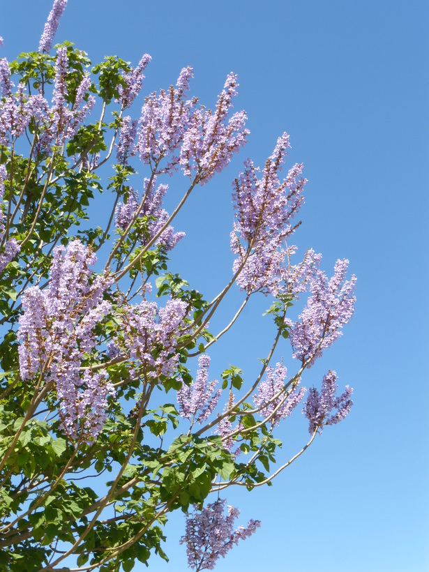 Слика од Paulownia tomentosa (Thunb.) Steud.