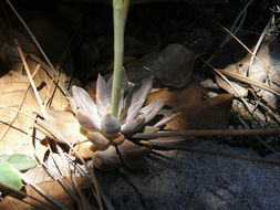 Image of Echeveria craigiana Walther