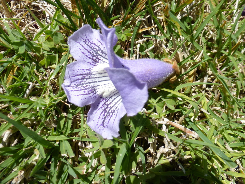 Слика од Paulownia tomentosa (Thunb.) Steud.