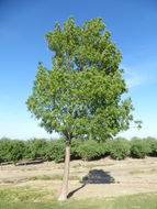 Image of Narrow-leafed Ash