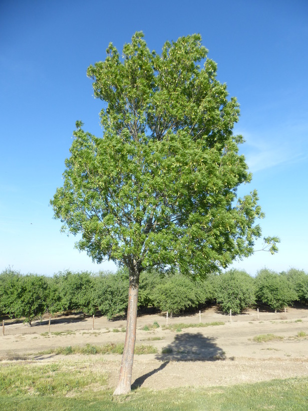 Image of Narrow-leafed Ash