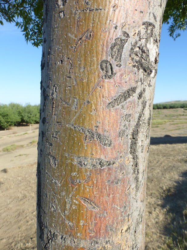 Image of Narrow-leafed Ash