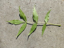 Image of Narrow-leafed Ash