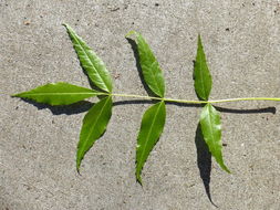 Image of Narrow-leafed Ash